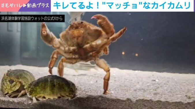 カイカムリとメガネカラッパ