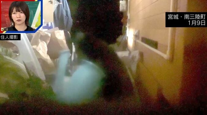 冬眠しないクマ