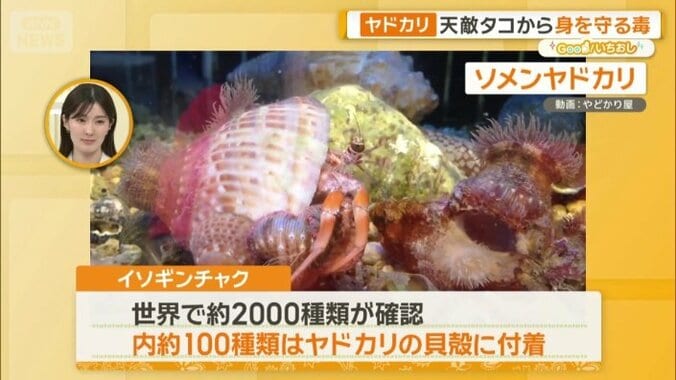 100種類ほどはヤドカリの貝殻に付着