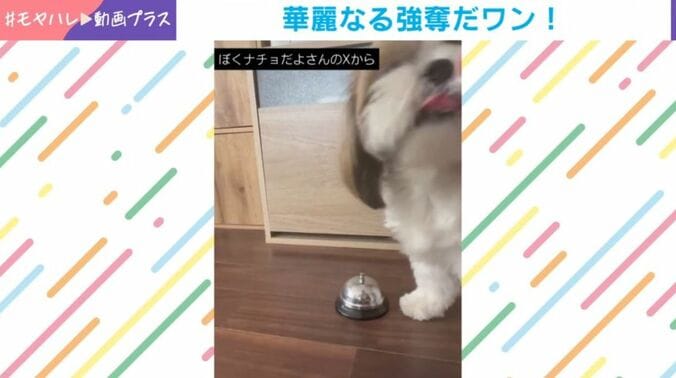 ナチョ氏と奈々ちゃん