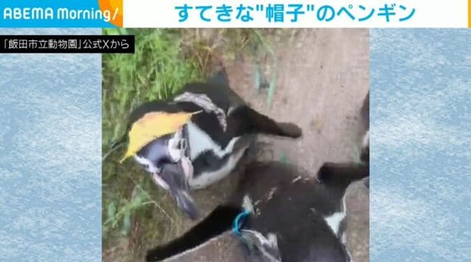 ペンギンの葉くん