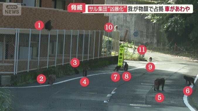 我が物顔で道路を占拠するサルの群れ
