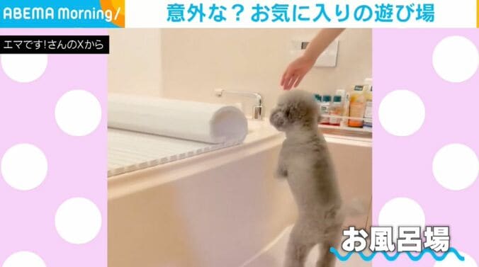 トイプードルのエマちゃん