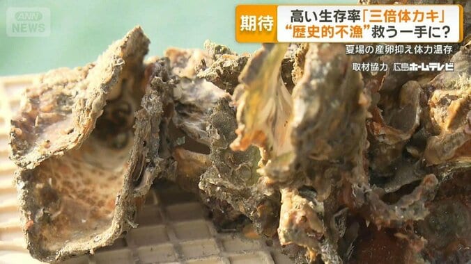 高い生存率「三倍体カキ」　歴史的不漁を救う一手に？　夏場の産卵抑え体力温存 1枚目