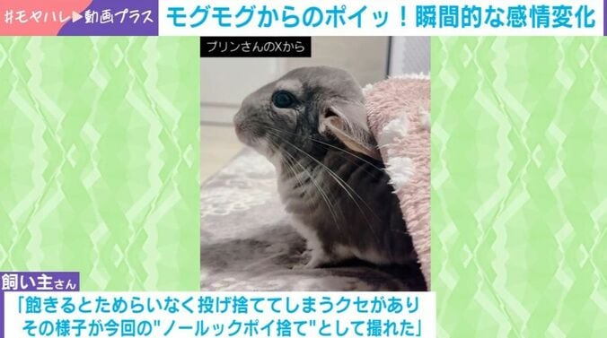 チンチラのプリンちゃん