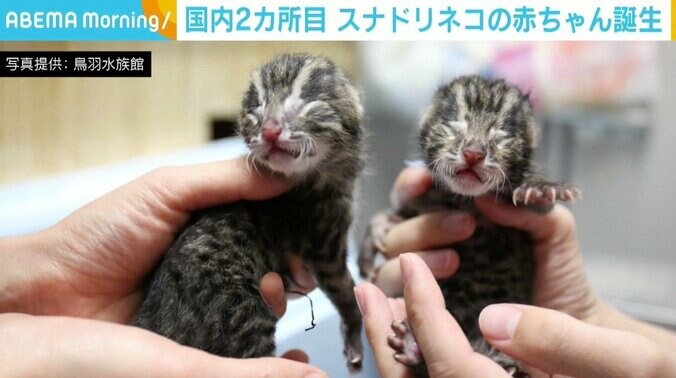 担当者「気を抜かず成長を見守っていきたい」 国内2カ所目、三重・鳥羽水族館で「スナドリネコ」の赤ちゃん誕生 1枚目