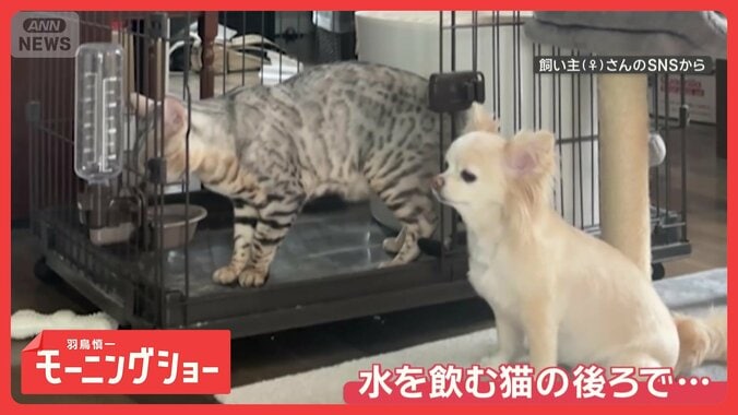 「整列だワン」列に並んで順番待ち！　お行儀が良すぎるワンちゃん　なぜ律義に並ぶ？ 1枚目