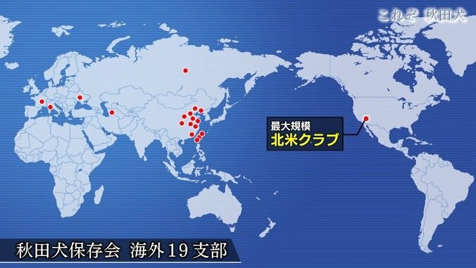 今や発祥の地に暮らすのはわずか30頭…プーチン大統領に贈られた「ゆめ」を育て上げた秋田犬ブリーダーの奮闘 7枚目