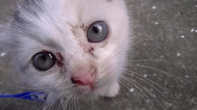 捨て猫だった「ネコ吉」　飼い主さんの愛情で見違えるほど綺麗になる 1枚目