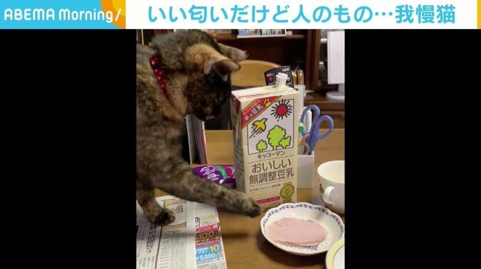 「触りたいけど…」ギリギリ我慢 食卓の「ハム」が気になって仕方ない猫 1枚目