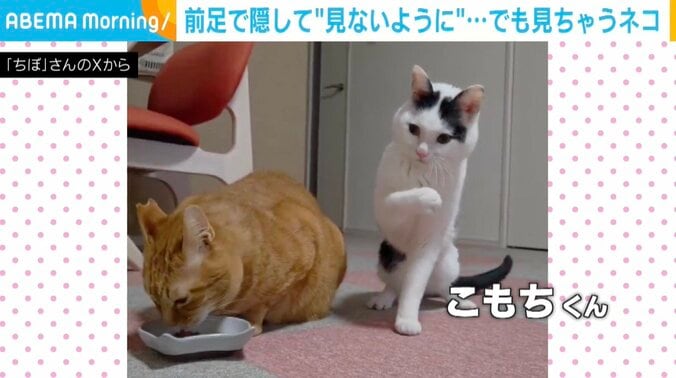 猫のこもちくん