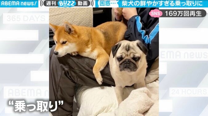 「ファールだろ！」柴犬の悪質行為にパグ大困惑 素知らぬ顔の“犯行”に「素晴らしい横取り」と意外な反響 1枚目