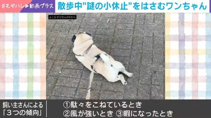 パグの横綱ちゃん