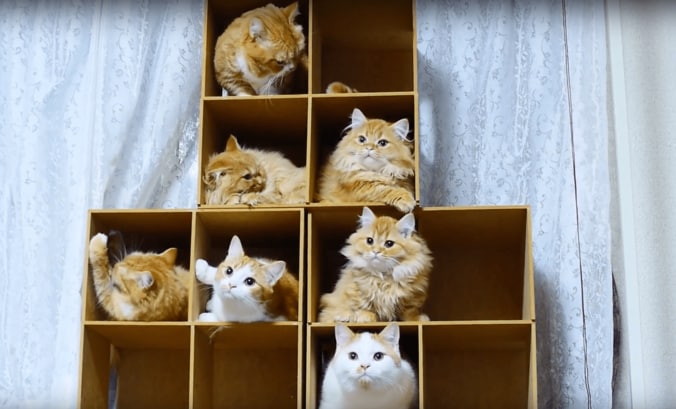 もふもふ“猫マンション”で大合戦にゃ！　寝床や自動トイレに興奮するマンチカンズ 4枚目