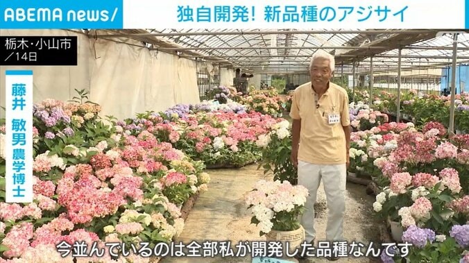 アジサイ