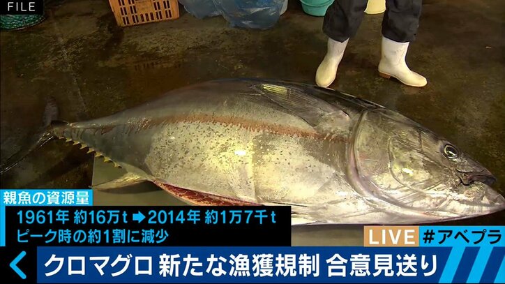 日本のマグロ漁業は「異常」　危険な状況が続く理由とは？