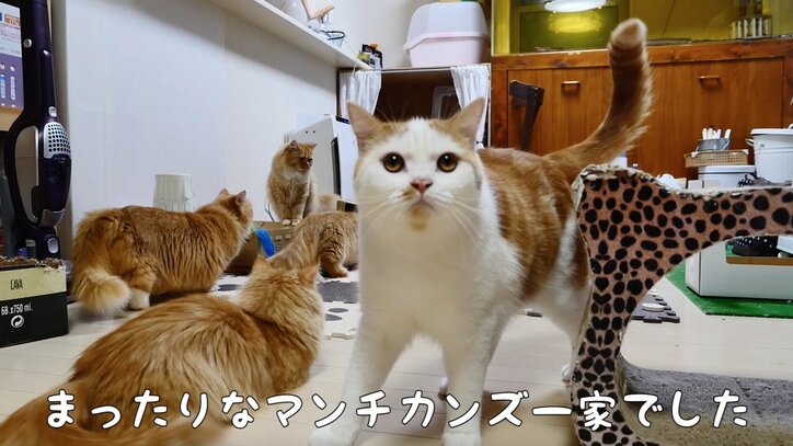 猫「抜けなくなったにゃ…!」 可愛いすぎるマンチカンズの仔猫時代が放送決定