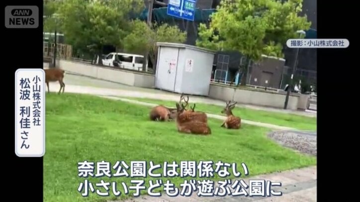 連日、シカを見るという