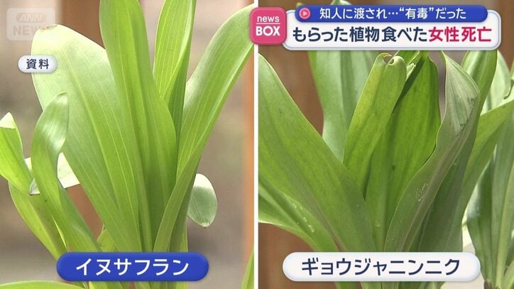 一見するとよく似ているが匂いが…