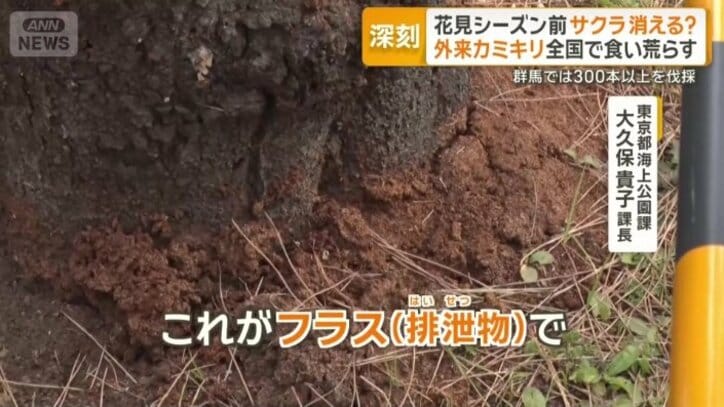 【情報まとめ】“我が国の文化や農業に大きな影響をもたらす懸念” 樹木食い荒らす特定外来生物「クビアカツヤカミキリ」対策本部を設置 20都府県に被害拡大 防除戦略など策定へ