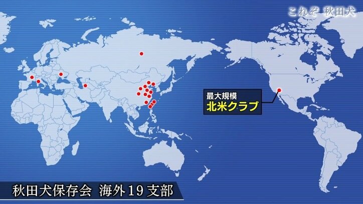 今や発祥の地に暮らすのはわずか30頭…プーチン大統領に贈られた「ゆめ」を育て上げた秋田犬ブリーダーの奮闘
