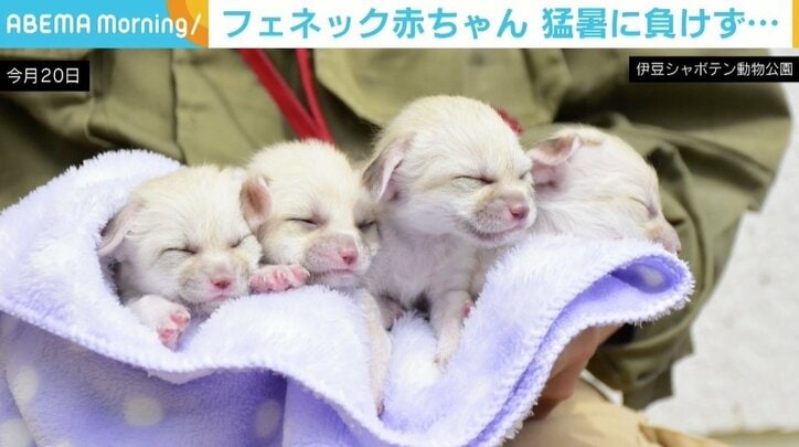 8月生まれのフェネックの四つ子 猛暑を考慮し人工哺育 体重は約4倍に