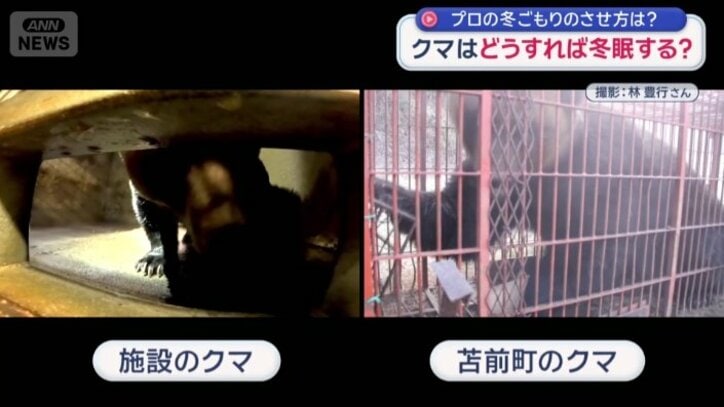 380キロの個体に迫る大きさ