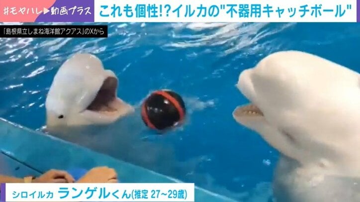 シロイルカのナスチャちゃんとランゲルくん