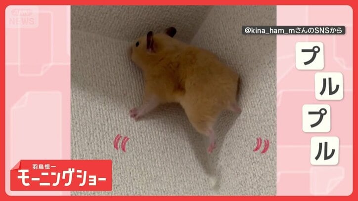 そこに壁があるから! 登り続けるハムスターさん すべってもプルプルしても…なぜ?