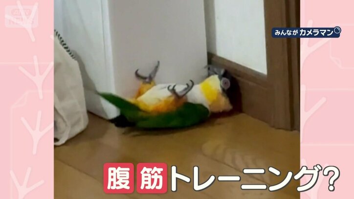 腹筋トレーニング？