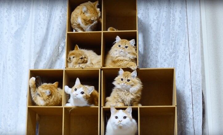 もふもふ“猫マンション”で大合戦にゃ! 寝床や自動トイレに興奮するマンチカンズ