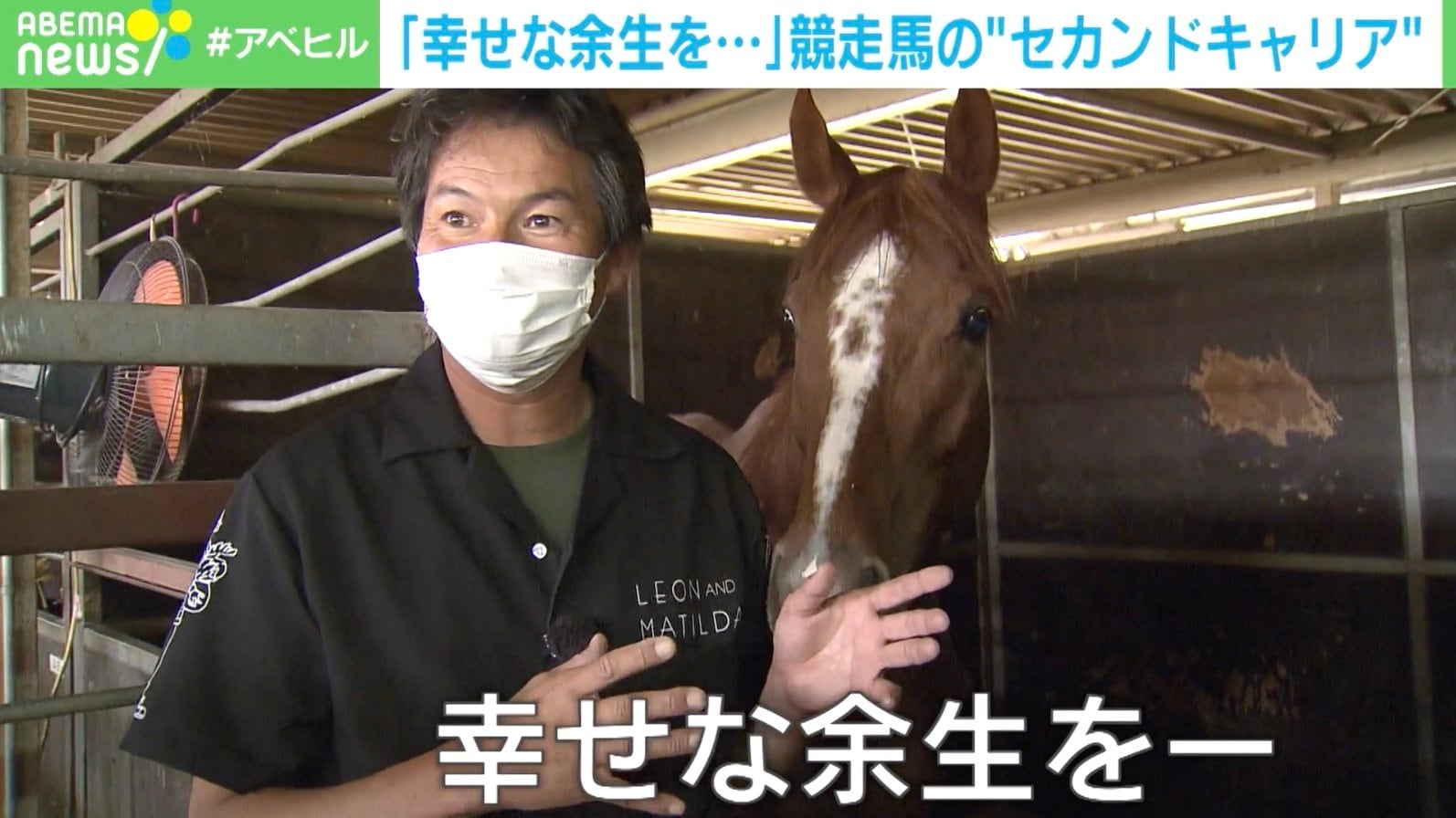 大半が余生を全うできず 競走馬のセカンドキャリア 支援に課題も 国内 Abema Times