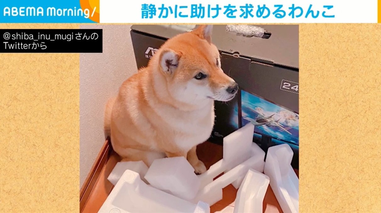 顔に出るよね 箱と発泡スチロールに囲まれ 出られなくなった 柴犬 Sosを察知した飼い主が抱っこで救出 話題 Abema Times