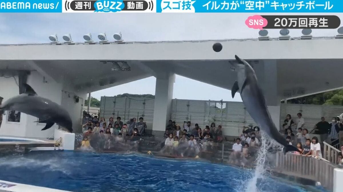 もはや意味不明！2頭のイルカが空中で… 水族館のイルカショー史上“今