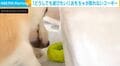 頑張っても頑張っても…おもちゃが取れないコーギーに「お手々がもうちょっと長ければね」「かわいそうなんだけど、かわいいのどうしてw」と反響