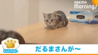 【映像】猫が｢だるまさんが転んだ｣でタッチ失敗 “あたふた”する姿に悶絶の声
