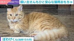 毛布を食べてしまう“異食”の子猫 飼い主が見つけた“放置しても大丈夫”なおもちゃが話題