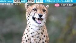 こんな鳴き声なの？！“世界最速の哺乳類”チーターの鳴き声が意外すぎて驚きの声続々「可愛すぎる…」