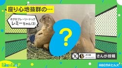 完全にソファ!? 可愛すぎるプレーリードッグの“座り姿”に「姿勢と表情が完璧です」と反響