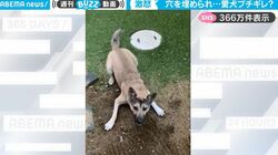 いつもは温厚なワンコが急に飼い主にブチギレ！かわいすぎる理由に「凄く怒ってるのに笑ってしまった」