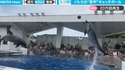 もはや意味不明！2頭のイルカが空中で… 水族館のイルカショー史上“今まで見たことない動き”が話題に 「人類の脅威」「CGかな？」