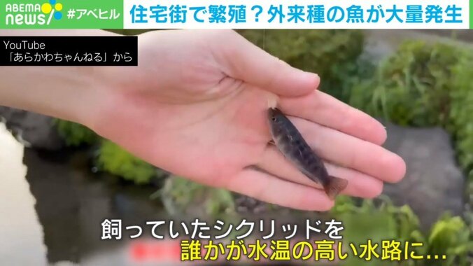 誰かが水路に放した? アフリカ“熱帯魚”が住宅街で大量発生…外来種問題に専門家警鐘 3枚目