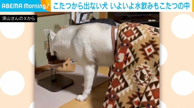 ハスキー犬のアシリちゃん