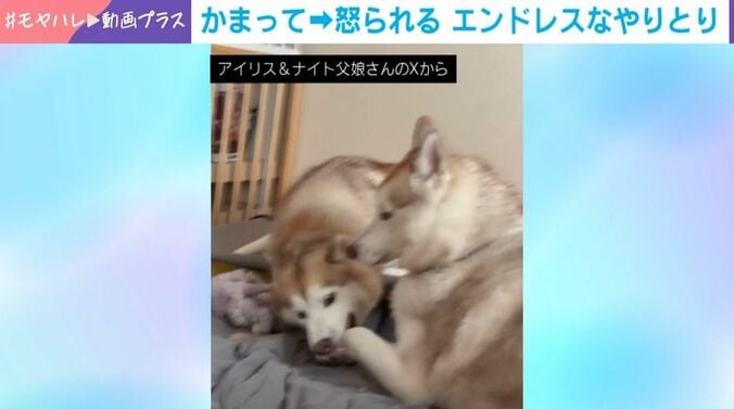 シベリアンハスキーの親子喧嘩!?