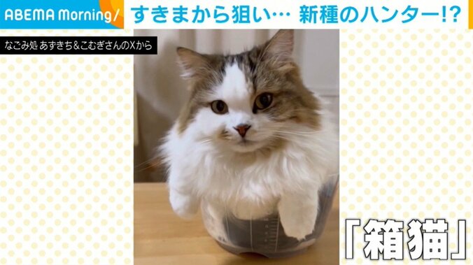 猫のこむぎくん