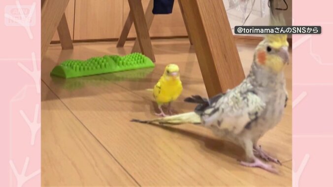 オウムの後ろから近づくインコ