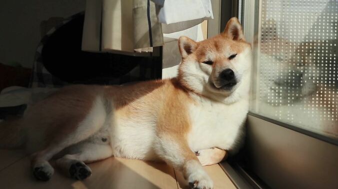 ふわもこ男子な柴犬「だいふく」  お寿司屋さんごっこやお花見を満喫中 4枚目