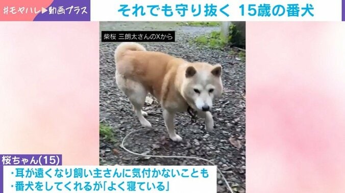 柴犬の桜ちゃん