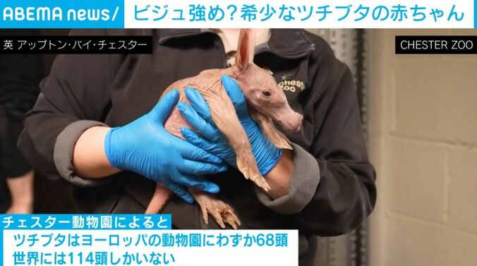 ツチブタの赤ちゃん