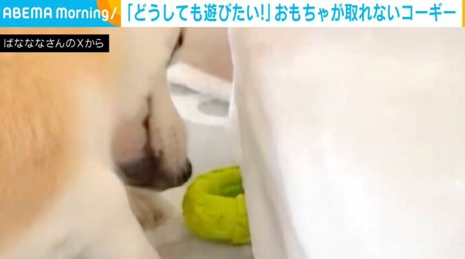 コーギーのあんずちゃん